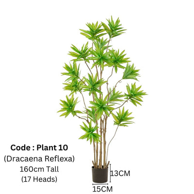 Artificial Dracaena Reflexa 160cm Tall