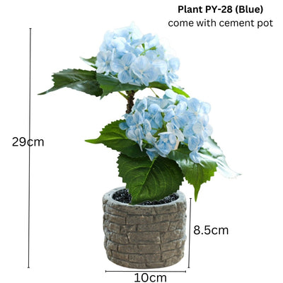 Hydrangea Flower With Cement Pot