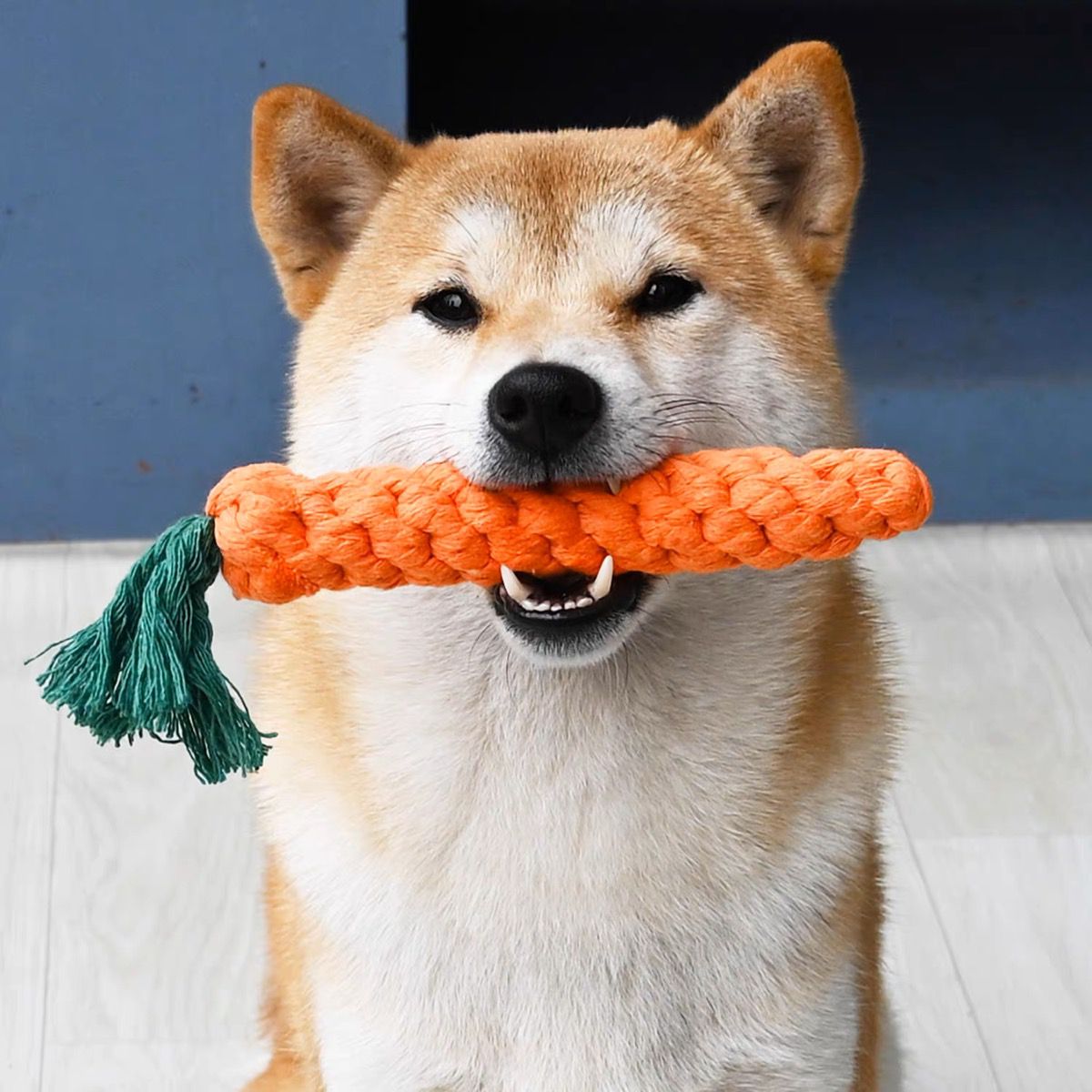 Dog Tug Toy Set