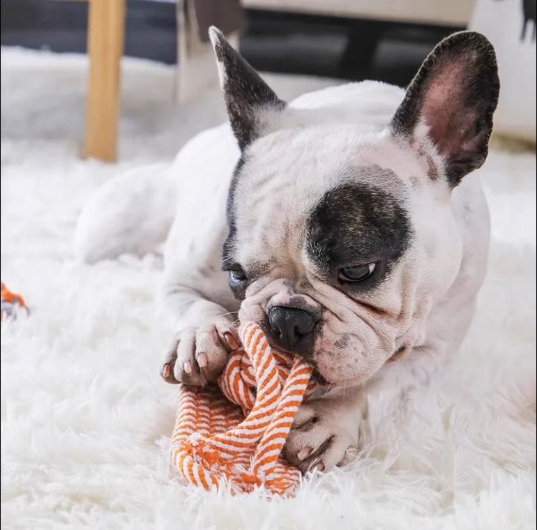 Dog Tug Toy Set