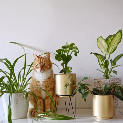 Pet-Safe Plants for Your Cat Home