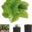 Artificial Small Potted Plant - Black Pot (42cm)
