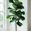 Artificial Fiddle Fig (4 stems) 170cm