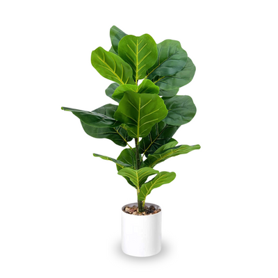 Artificial Fiddle Fig 75cm Tall in White Pot