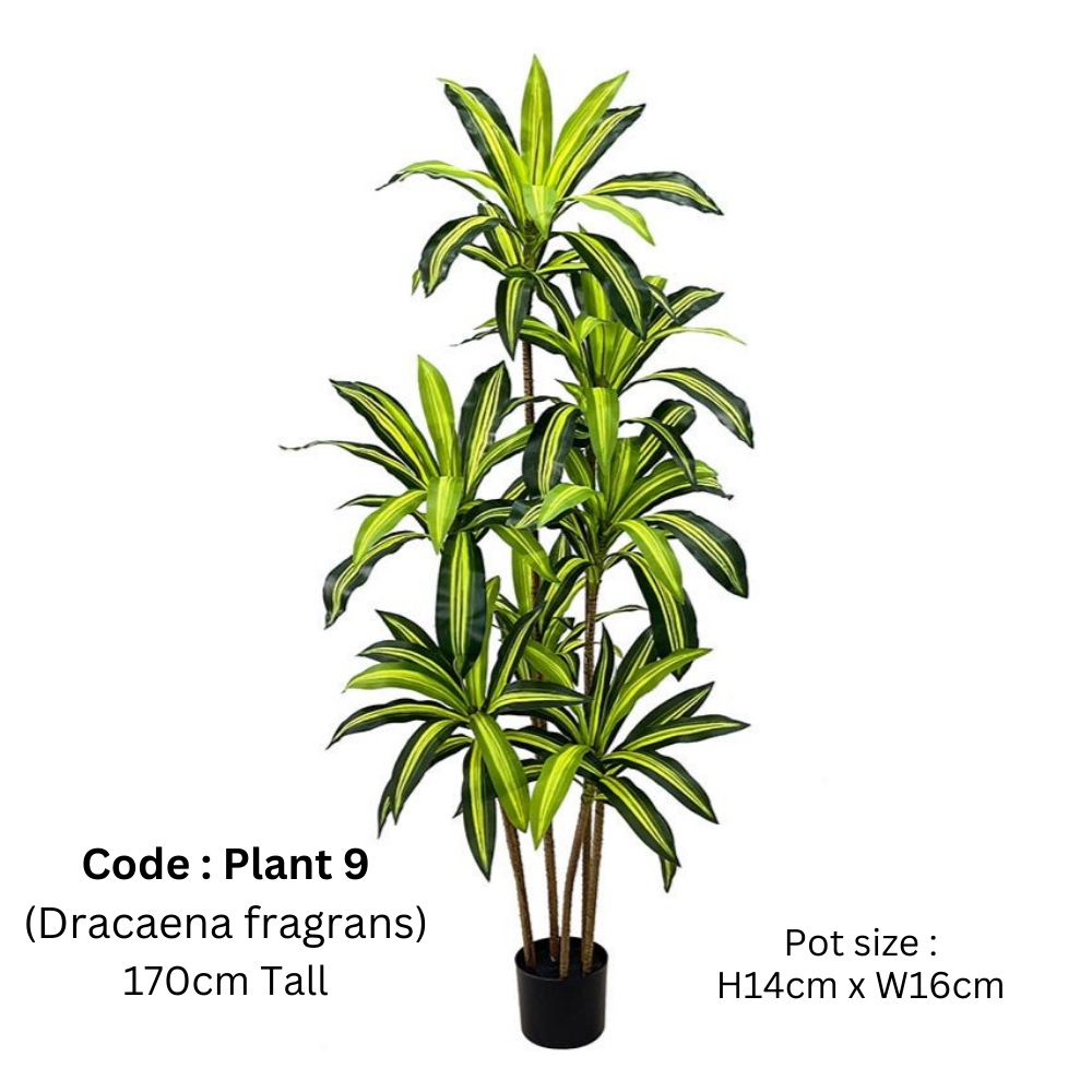 Artificial Dracaena Fragrans 170cm Height