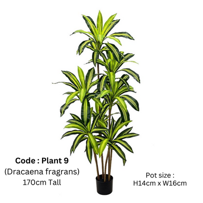 Artificial Dracaena Fragrans 170cm Height