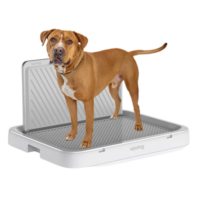 Training Pee Tray (With Guard)