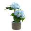 Hydrangea Flower With Cement Pot