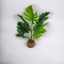 Artificial Medium Monstera Plant - Light Stone Pot (60 cm)