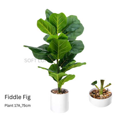 Artificial Fiddle Fig 75cm Tall in White Pot