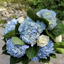 Artificial Hydrangea Flower (3 stems)