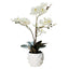 Artificial Orchid in Pot - Ceramic White Pot (31cm)