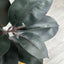 Artificial Rubber Plant Tree (160cm)
