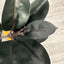 Artificial Rubber Plant Tree (160cm)