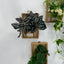 Artificial Inchplant Hanging Wooden Frame