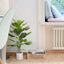Artificial Fiddle Fig 75cm Tall in White Pot