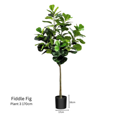 Artificial Fiddle Fig Plant (170cm)