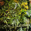UV Resistant synthetic artificial plant wall