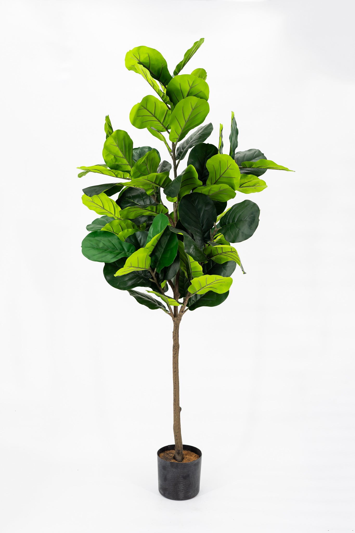 Artificial Fiddle Fig Plant 160cm