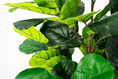 Artificial Fiddle Fig Plant 160cm