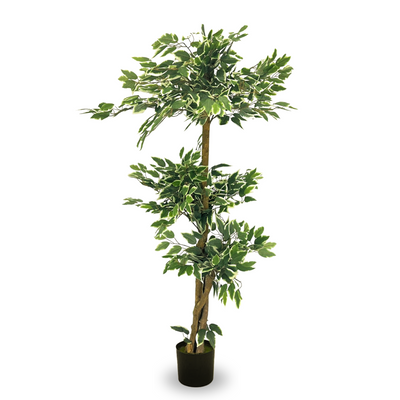 Artificial White Edged Ficus Microcarp 165cm