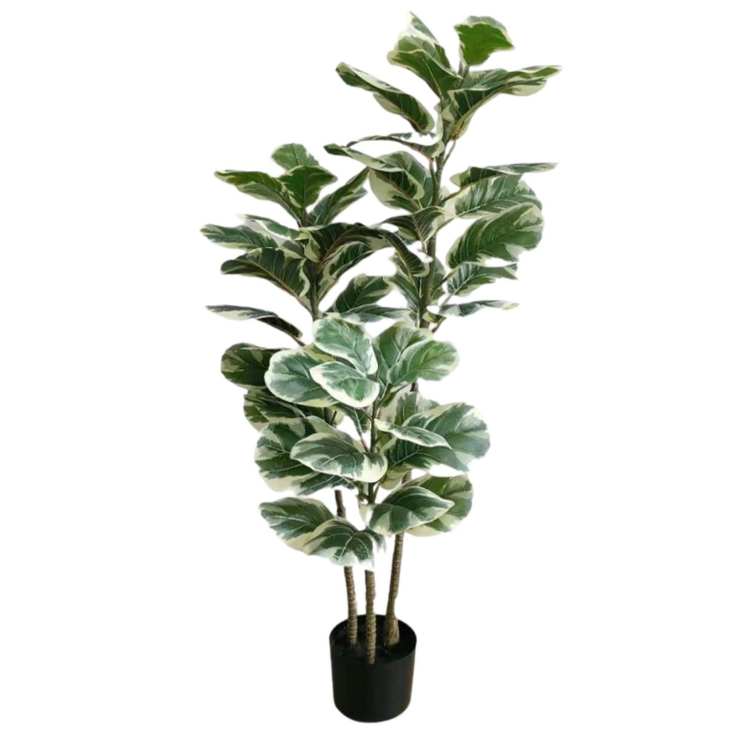Artificial Fiddle Fig Plant - White/Green (120cm)