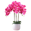 Artificial Orchid in Ceramic Pot - White (68cm)