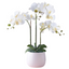 Artificial Orchid in Ceramic Pot - White (68cm)