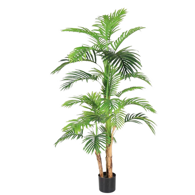 Areca Palm Plant (158cm)