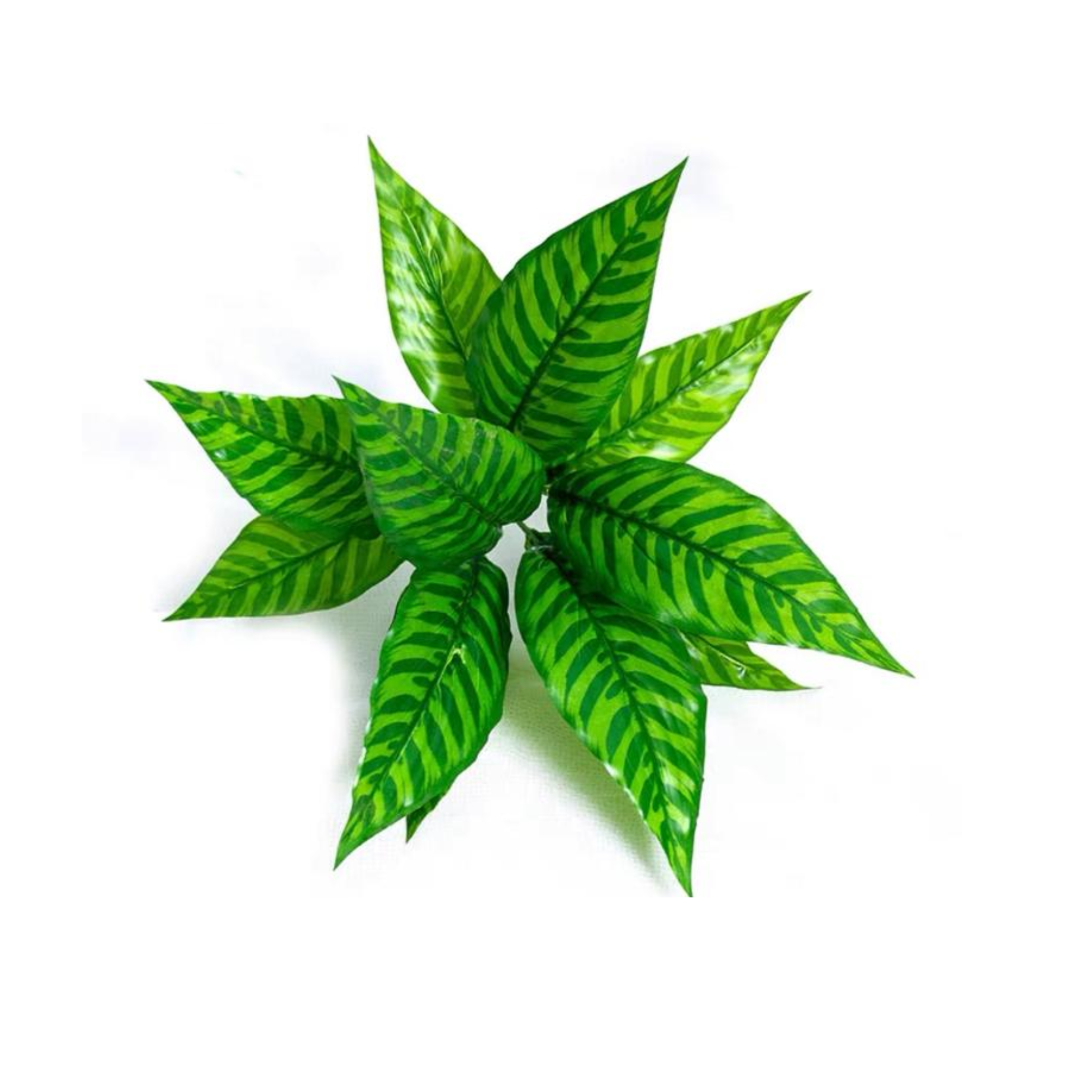 Assorted Wall Plants High Branch Trading Pte Ltd