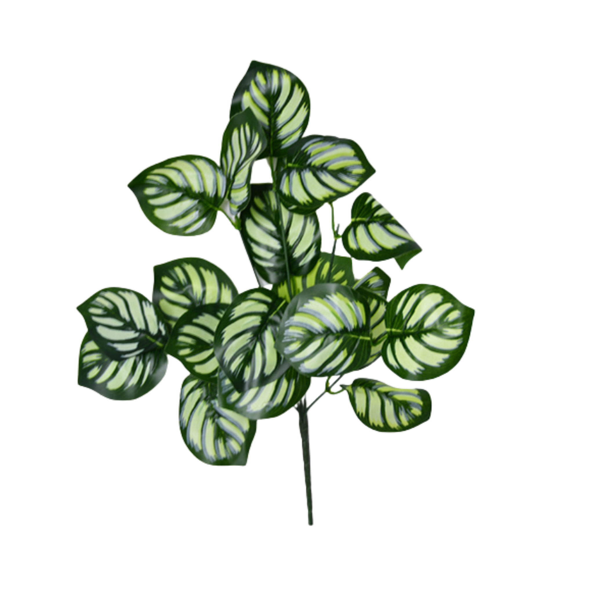 Assorted Wall Plants High Branch Trading Pte Ltd